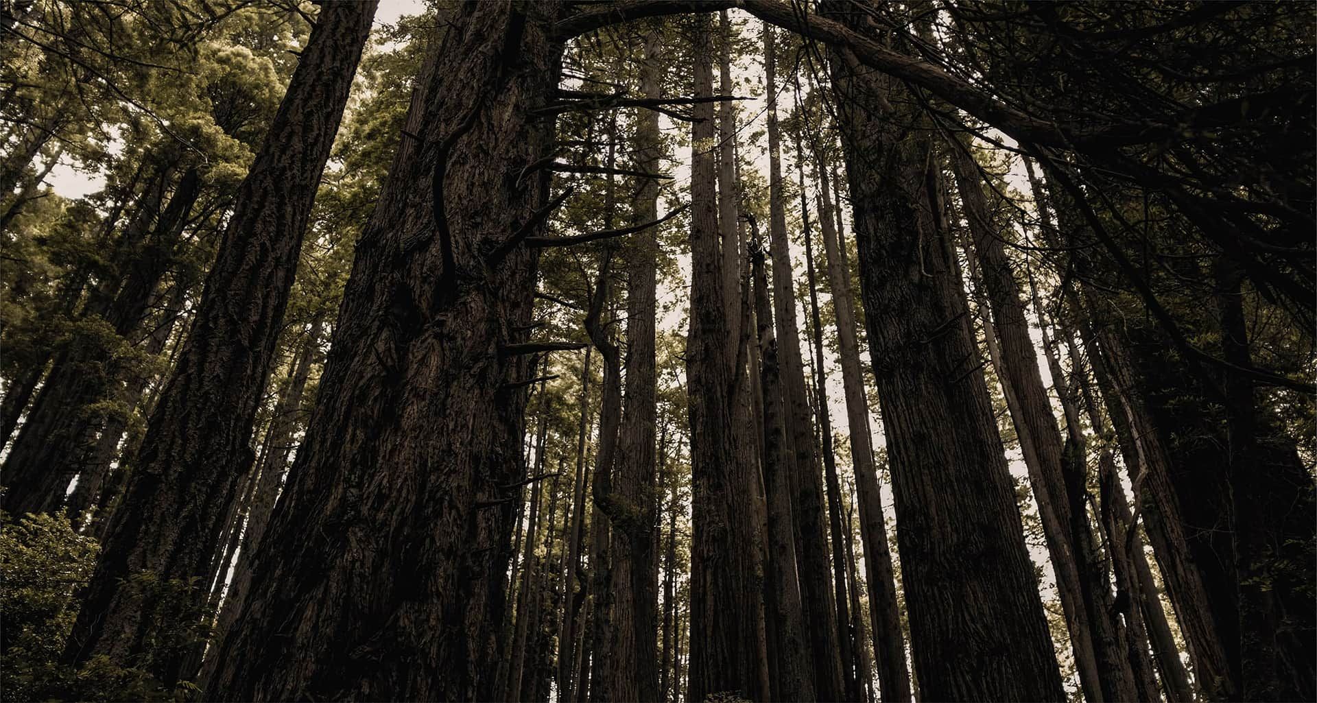 行业资讯与品牌动态